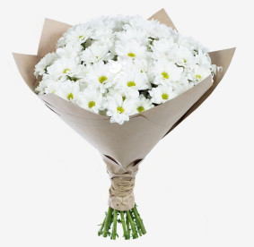 17 White Сhrysanthemums Image